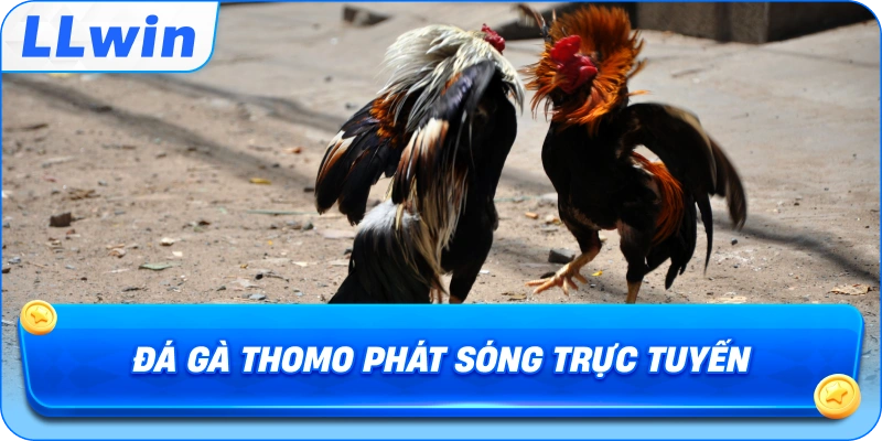 Đá Gà Thomo phát sóng trực tuyến
