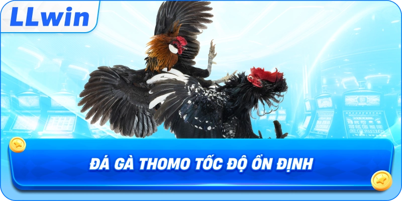 Đá Gà Thomo tốc độ ổn định