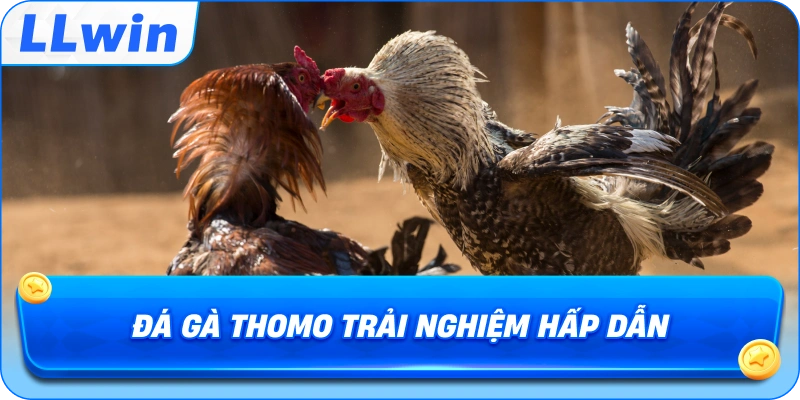 Đá Gà Thomo trải nghiệm hấp dẫn
