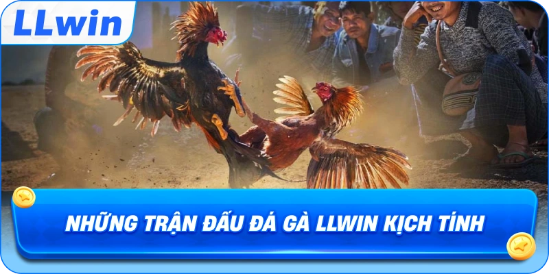 Những trận đấu Đá Gà LLWIN kịch tính